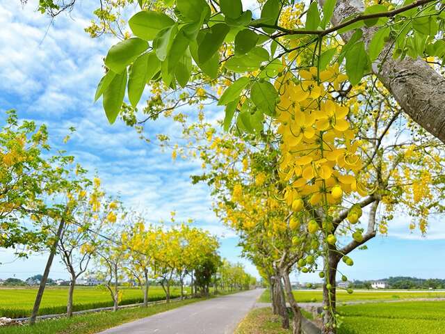 照片-白河诏安阿勃勒大道