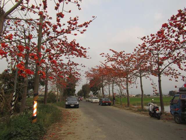 Linchupi Kapok Road(木棉花道林初埤)