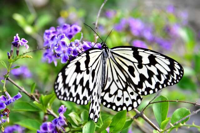 蝴蝶生态教育农场中的斑斓蝴蝶