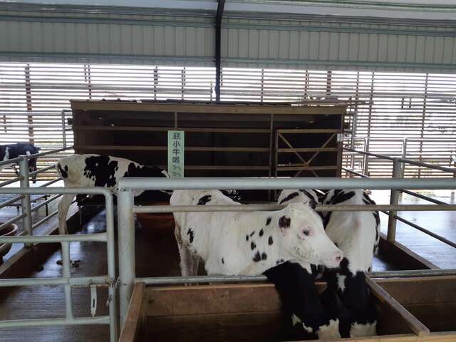乳牛的家还可以让旅客亲自喂饱小牛和大牛喔