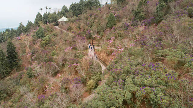 俯瞰梅岭，可见鲜艳的紫红色及粉红交错