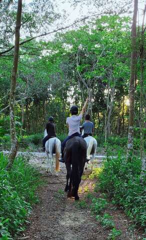 骑马体验穿梭树林之间