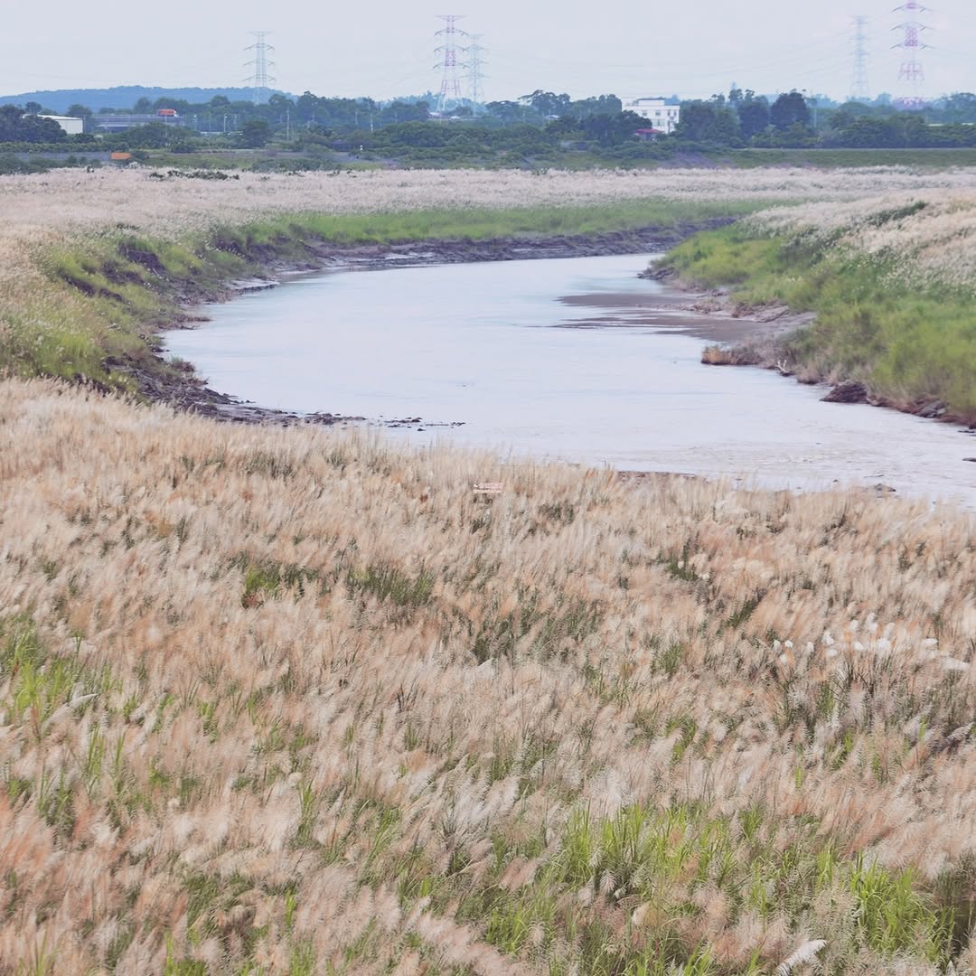 看到 #甜根子草 的出現,就知道秋天準備來啦~ 台南大內