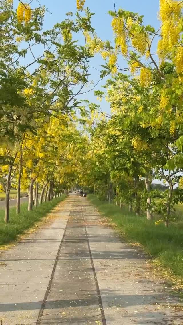 #近期賞花景點推薦 #台南旅遊推薦　最近最夯的黃金雨大道來啦　除了虎頭埤的 #阿勃勒 正值盛開外，新營這處近期爆紅的 #阿勃勒大道...