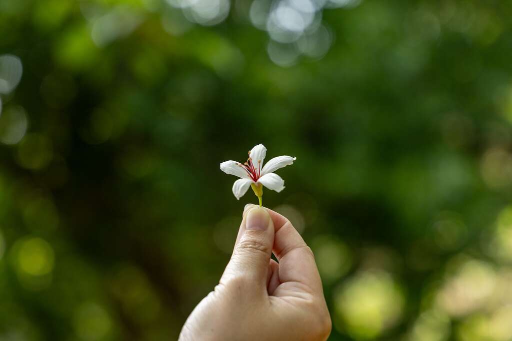 大湖桶桐花步道