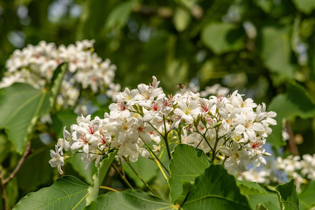 大湖桶桐花步道