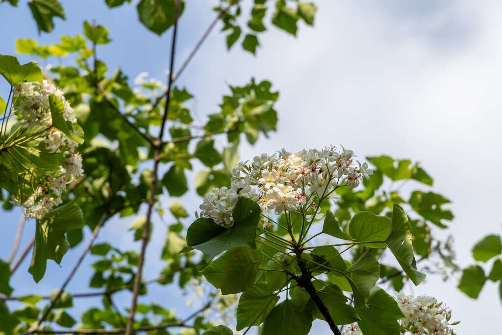 大湖桶桐花步道