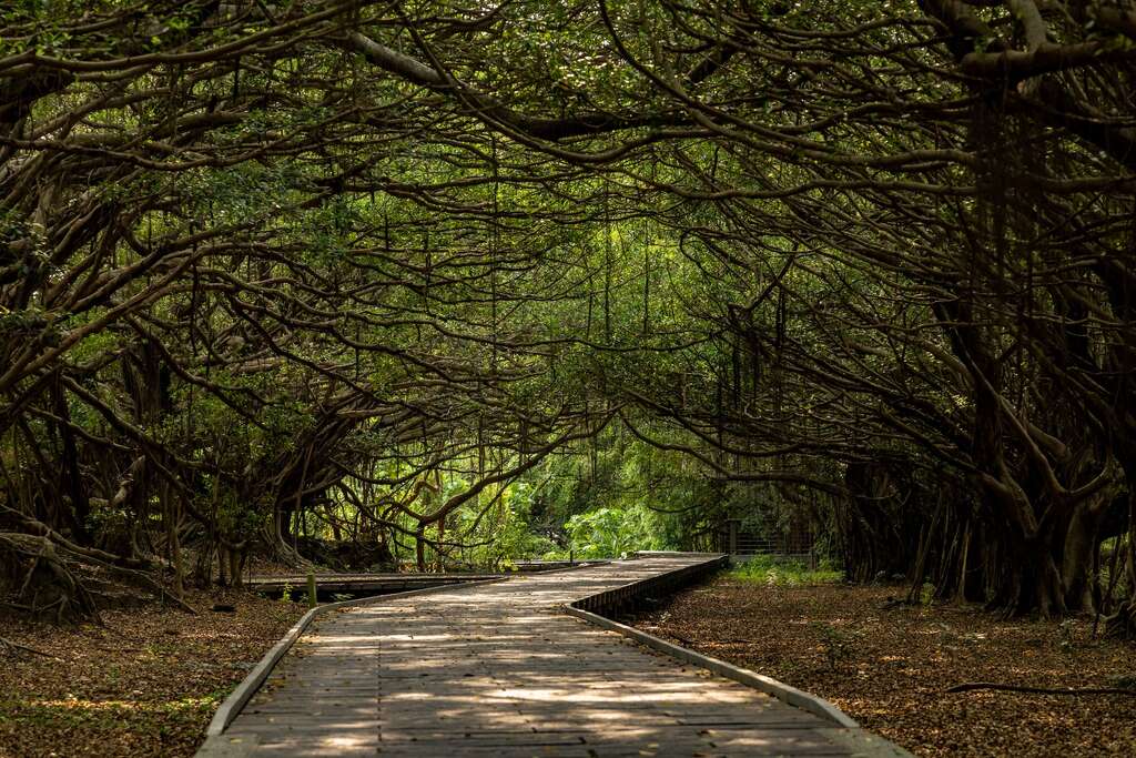 长胜营区绿色隧道