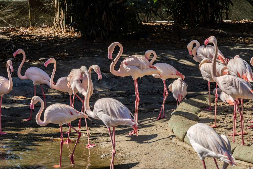 頑皮世界野生動物園-紅鶴