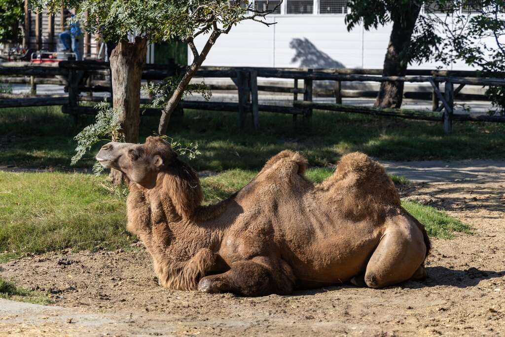 頑皮世界野生動物園-雙峰駱駝