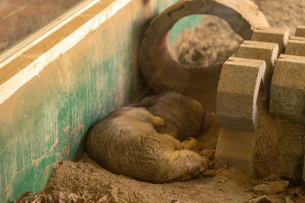 頑皮世界野生動物園-土撥鼠