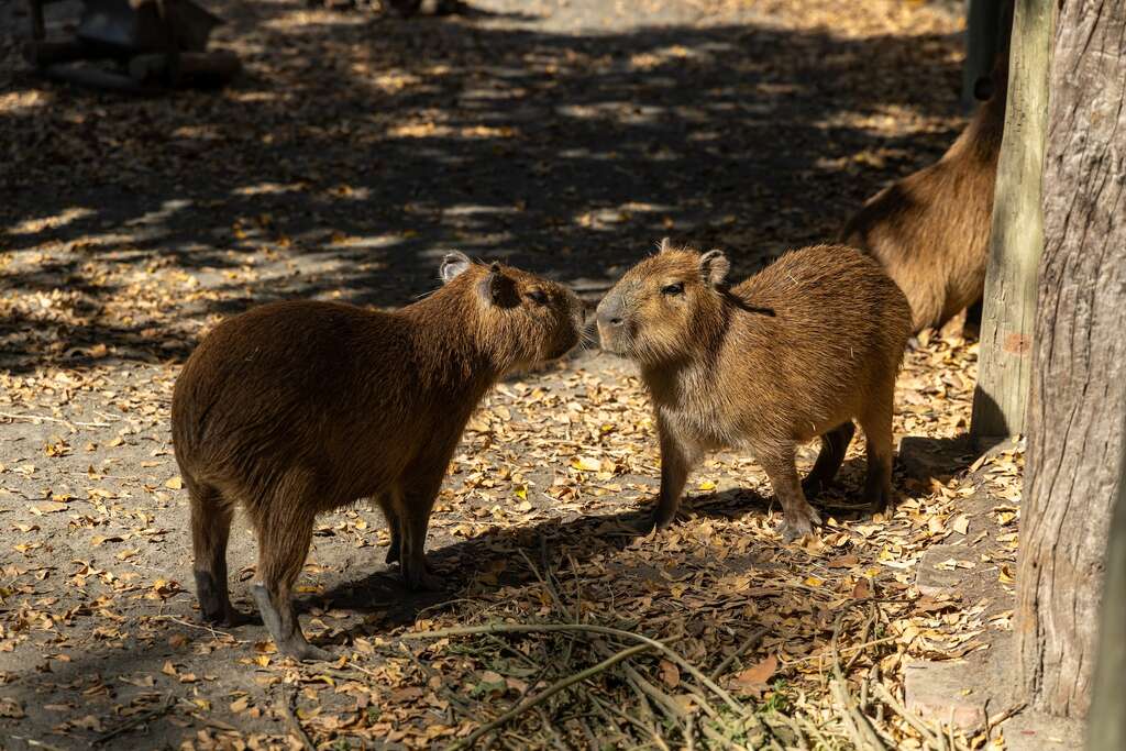 頑皮世界野生動物園-水豚