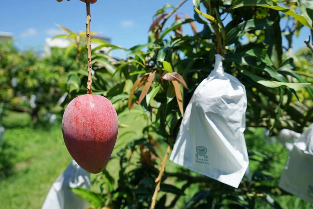 玉井為台灣最早種植愛文芒果地區，有著「芒果故鄉」美名