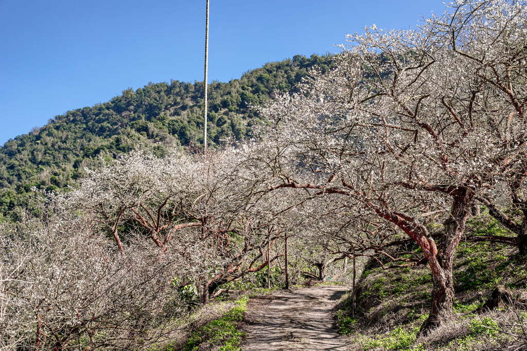 梅岭赏梅步道