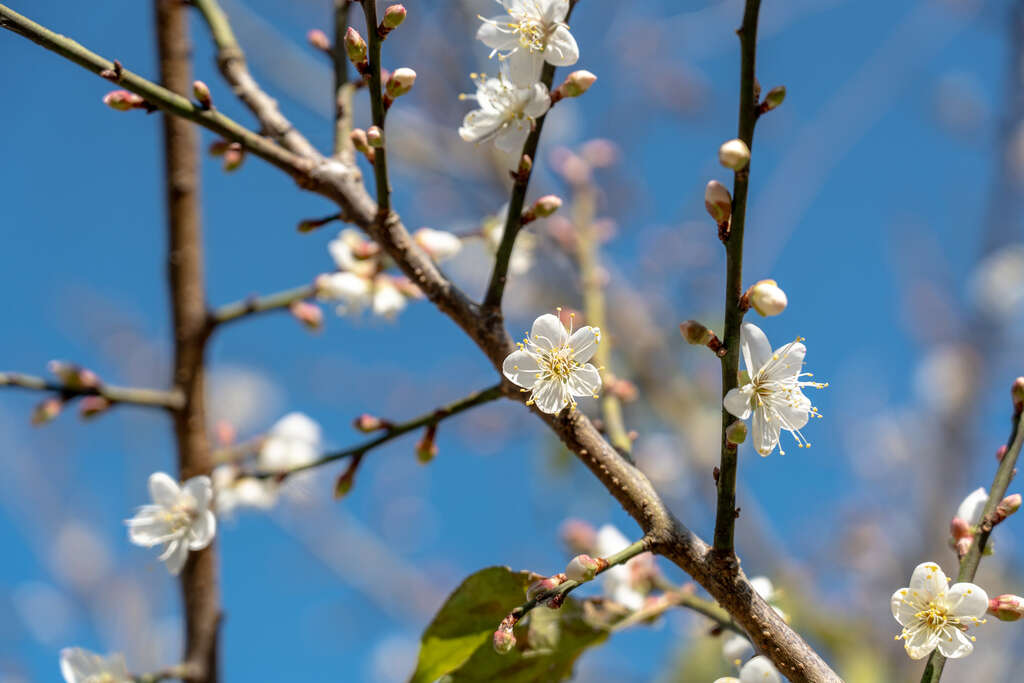 梅岭梅花