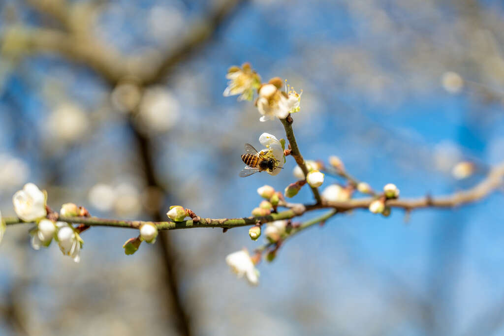 梅花与蜜蜂