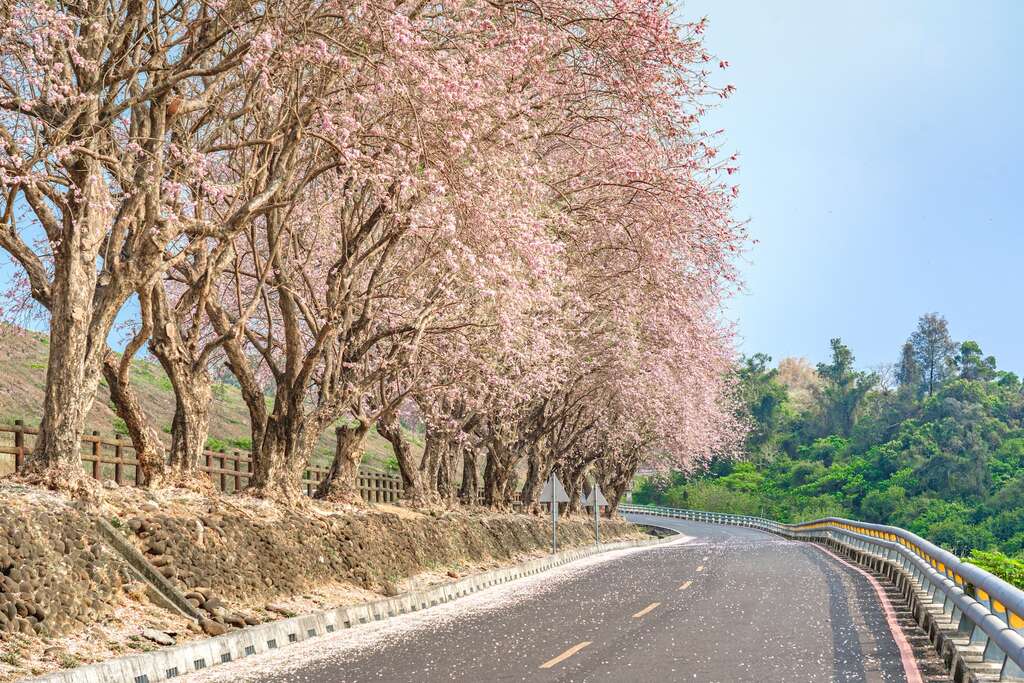 台南-乌山头水库风景区-南洋樱