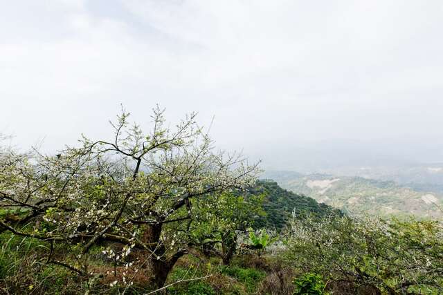 梅嶺登山步道 台南旅遊網