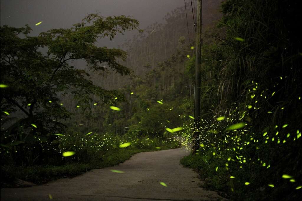 萤火虫为你照亮夜晚的道路