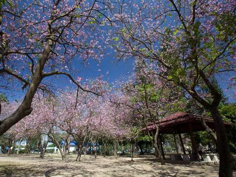 台南公園羊蹄甲