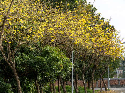 佳里運動公園 黃花風鈴木