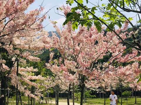 寶光聖堂花旗木