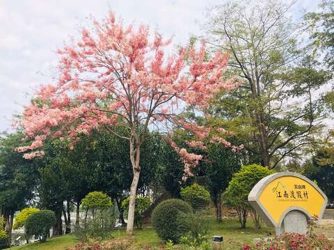 台糖尖山埤江南渡假村花旗木