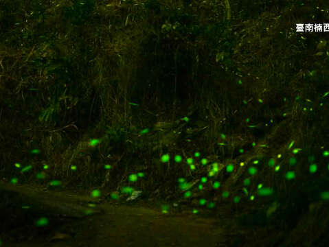  " Meiling Firefly"