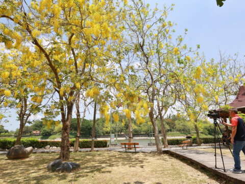  " flower Cassia fistula"