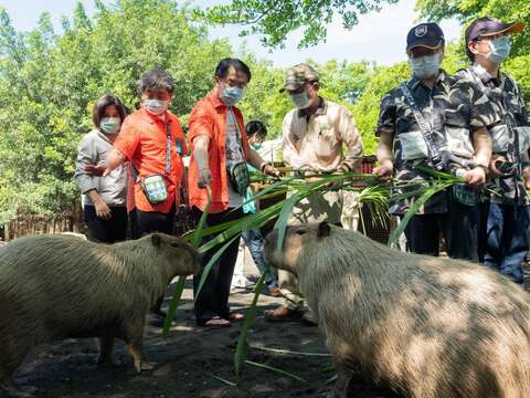  "with the minister ascribed naughty world capybara and mayor Chen and Huang Weizhe popularity "