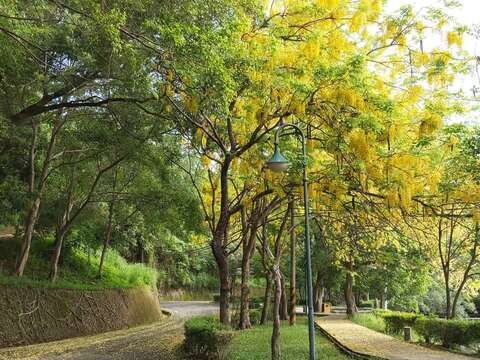 "Hu Tou Pi Abula flower condition (walk)"