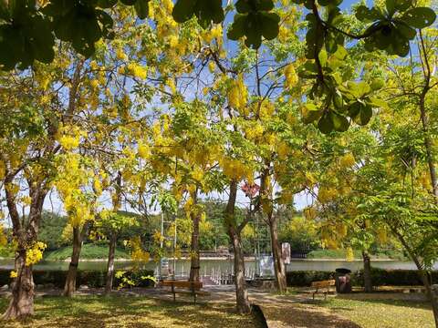 "Hu Tou Pi Abula Flower Condition (Floating Dock)"