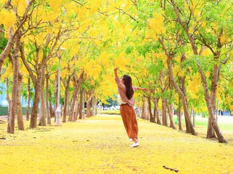 "Flower conditions of Able in Xinying District Gymnasium"