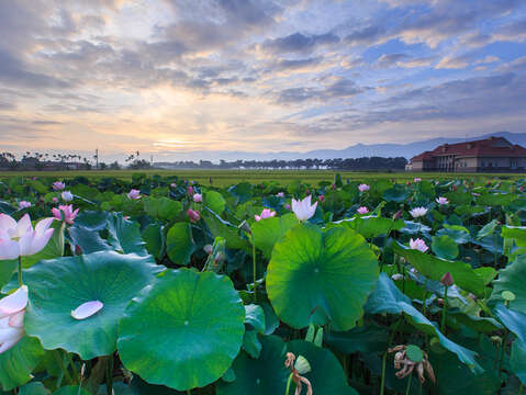 "White River Lotus"