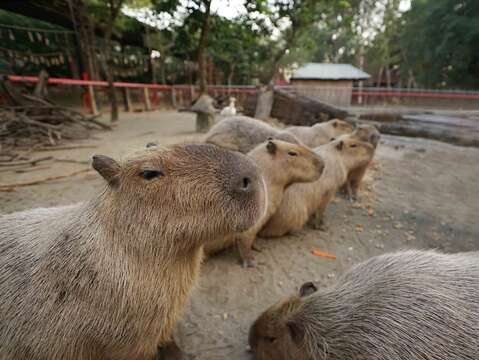 "Cute capybara attracts tourists to the naughty world"