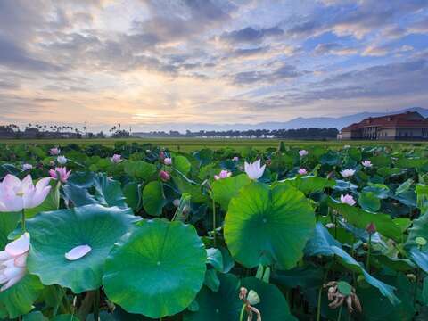 "02White River Lotus Season"