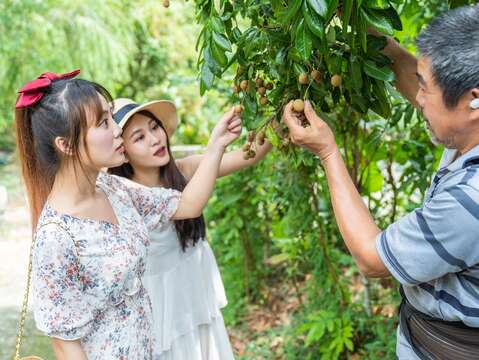 "Terroir Travel-Longan Experience"