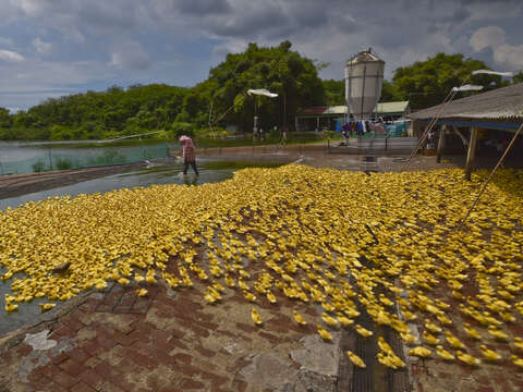 "Gold Medal-Huang Qingquan-Good Duck Raising People"