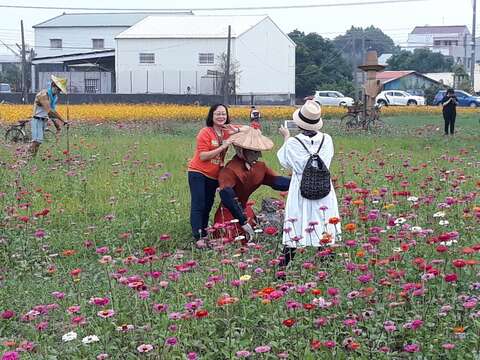 "People take pictures in the cosmos flower sea"