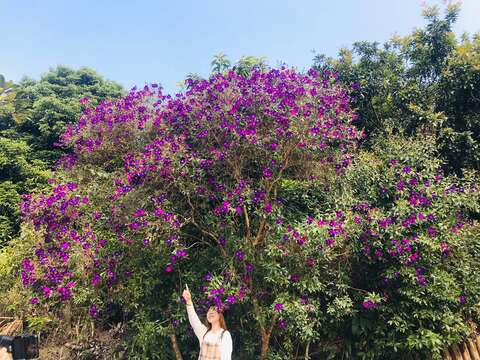 "Purple peony blooming in Meiling"