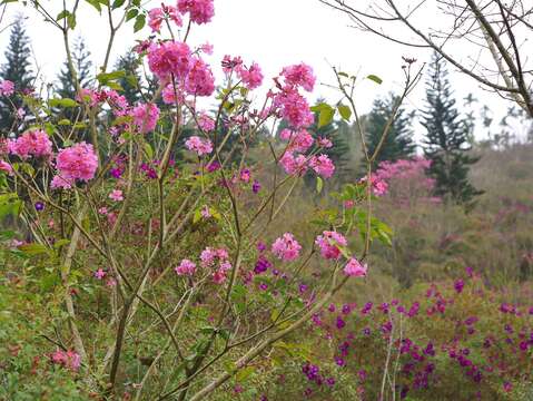 "Safflower wind bellwood in full bloom in Meiling, Nanxi District"