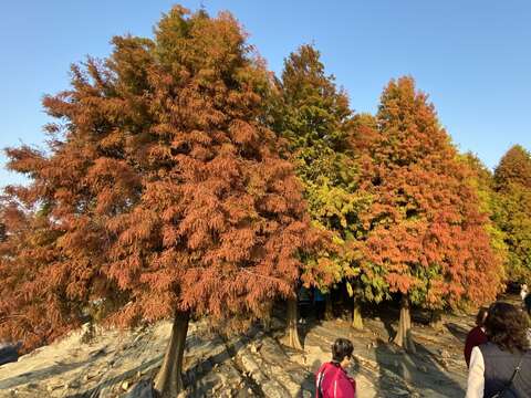 "Liujia District Jingpupi Luoyu Pine"