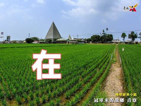 "「在」-Picture: The hometown of champion rice