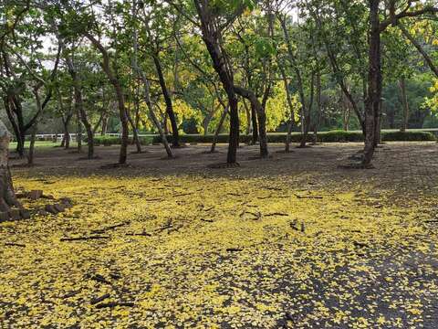 "Golden rain falling on the ground"