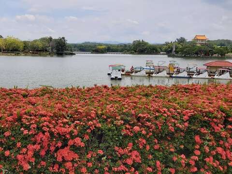 "Hutoupi in full bloom"