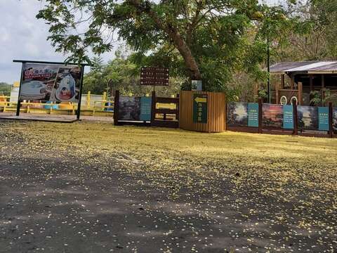 "The waterslide, Abel, is the earliest blooming Abel tree in the park"