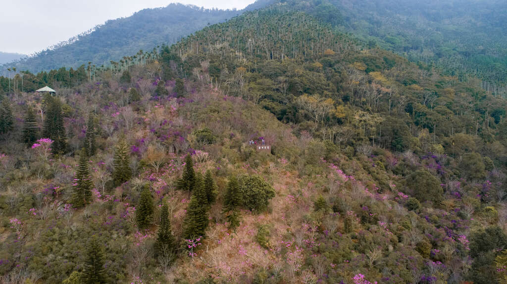 遍布山腰的粉紅