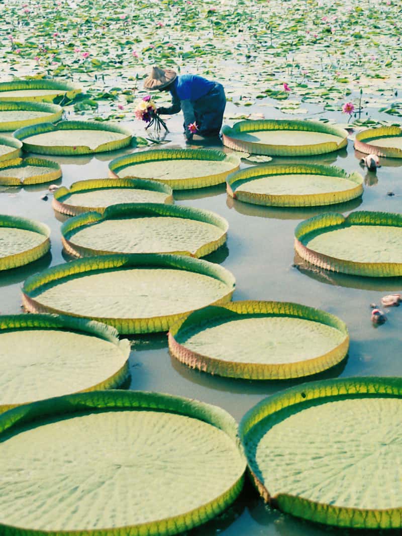 湖畔蓮園