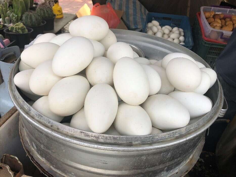The steamed goose eggs